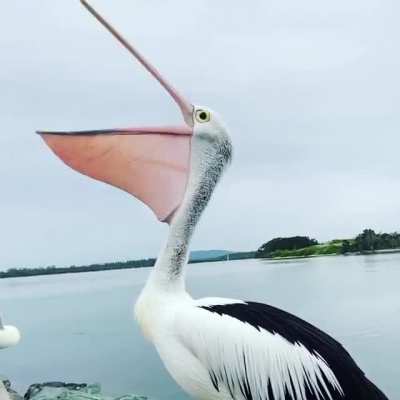 ? Pelican yawns and exposes its ribs through its throat pouch ?