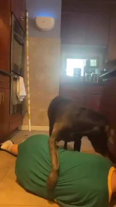 What the dog doing?