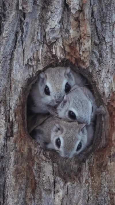 ? Japanese dwarf flying squirrels