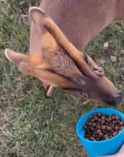 ?This is Muntjac and his scent glands