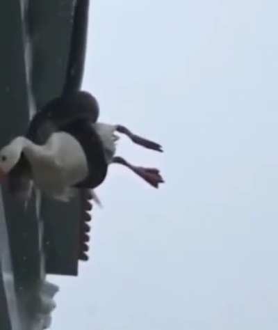 ? just hanging there mate