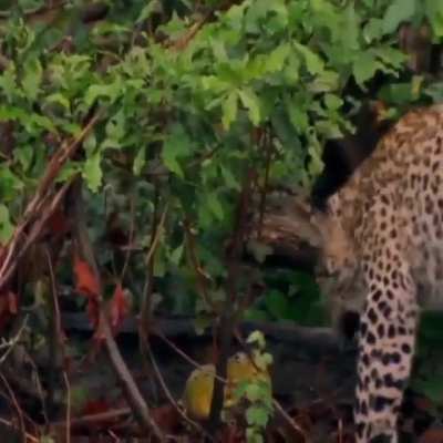? Leopard versus Frog