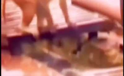 The monkey that brought the electrocuted monkey back to life by applying first aid.