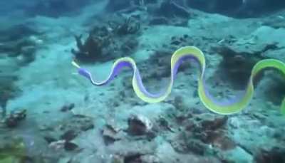 ? Ribbon Eel