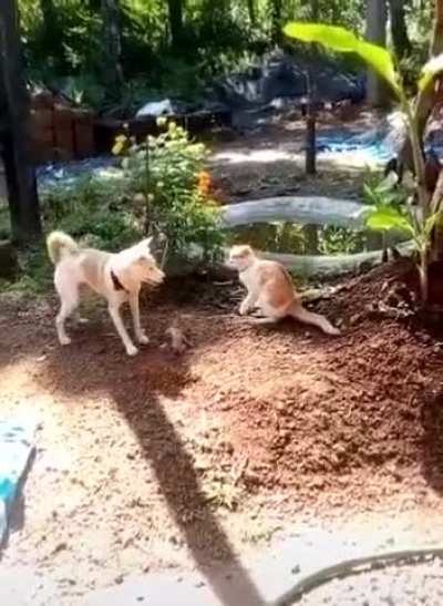 Chained Dog vs Cat