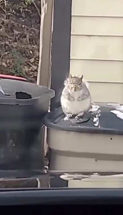 Squirrel ?