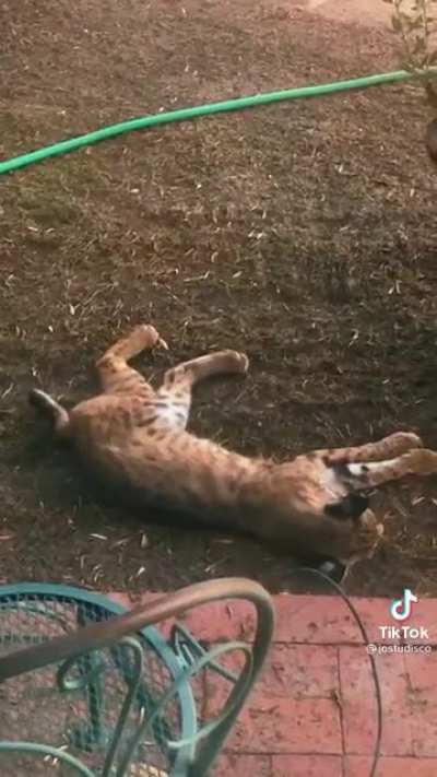 Helping out animals in a heatwave