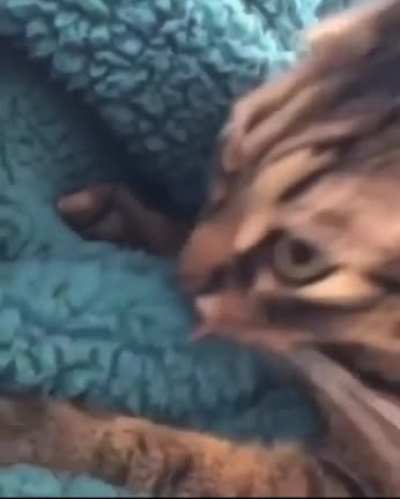 Cat licking blanket
