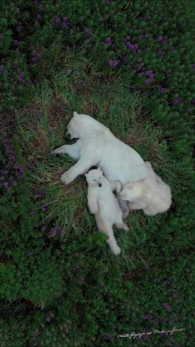 ? The Polar bear family