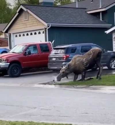 ? A moose enjoying a shower