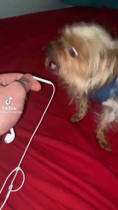the dog is on 1%