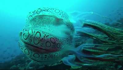 ? Chirodectes maculatus Jellyfish