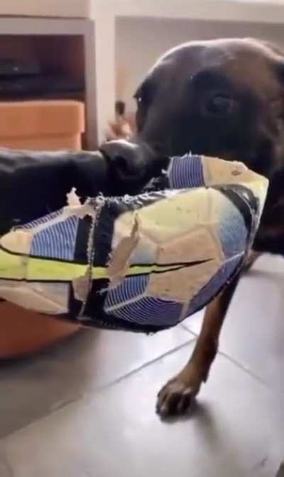Doggos got rhythm ?