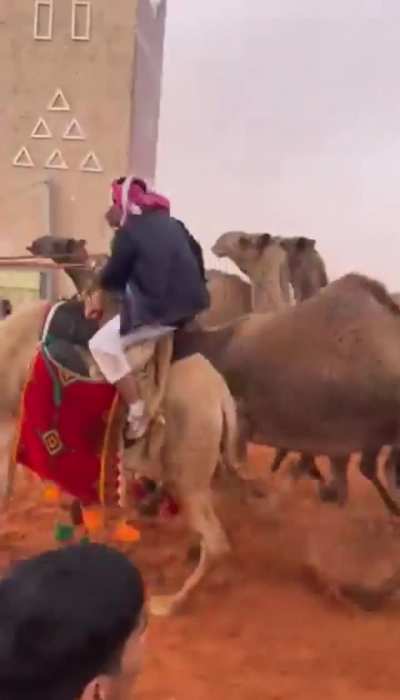 running with camels
