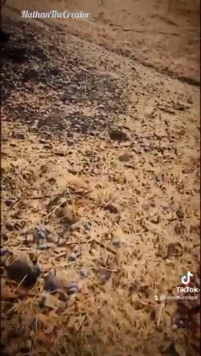 Piss Knives.
