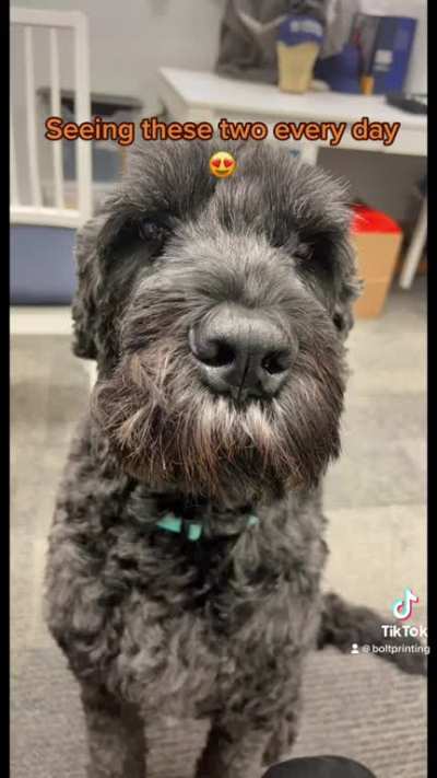 Office dogs makes life easier