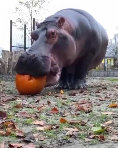 ? The large and heavy hippo from Africa has one of the most powerful bites on the planet.