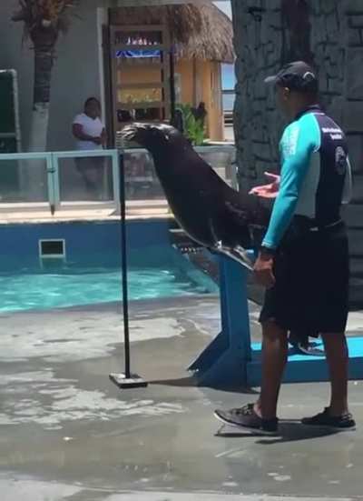 That is one crazy seal.