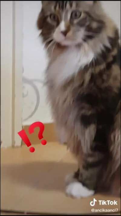 ? for an ?. ?? for a ??.