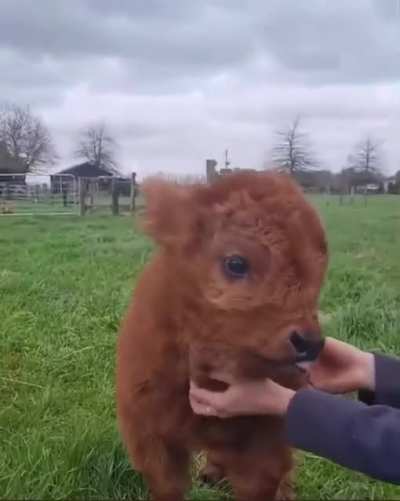 This is a 10 day old baby highland cow ?