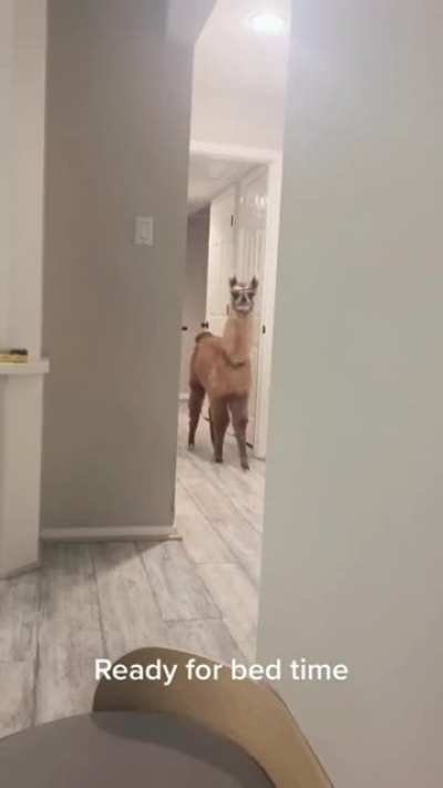 Llamastay in Bed ?