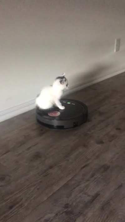 Baby Boogie?
