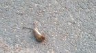 The bee killing the mouse!!!