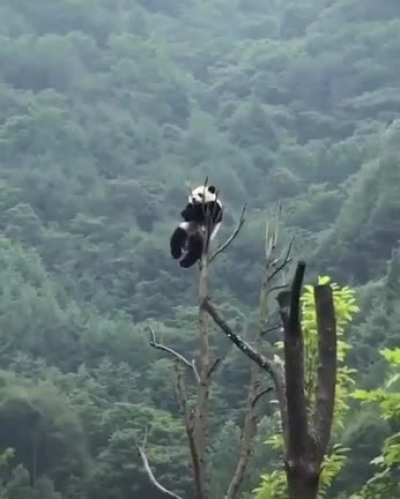 ? A panda at the top of a tree?