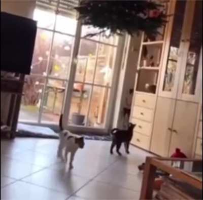 to keep the cats away from the Christmas tree