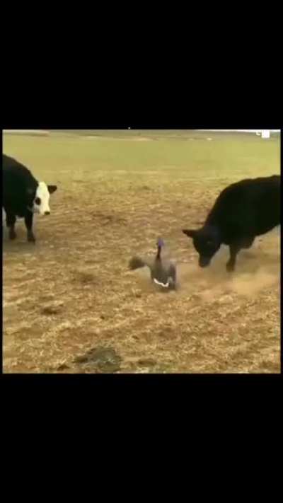 Maybe Maybe Maybe