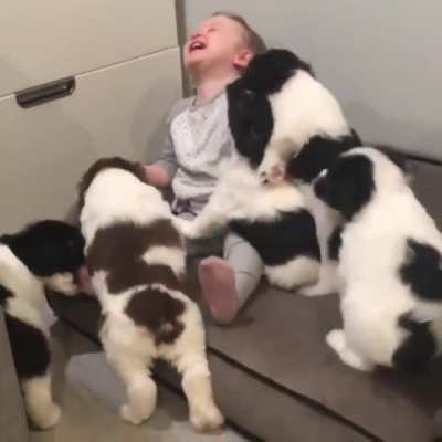 wholesome ?