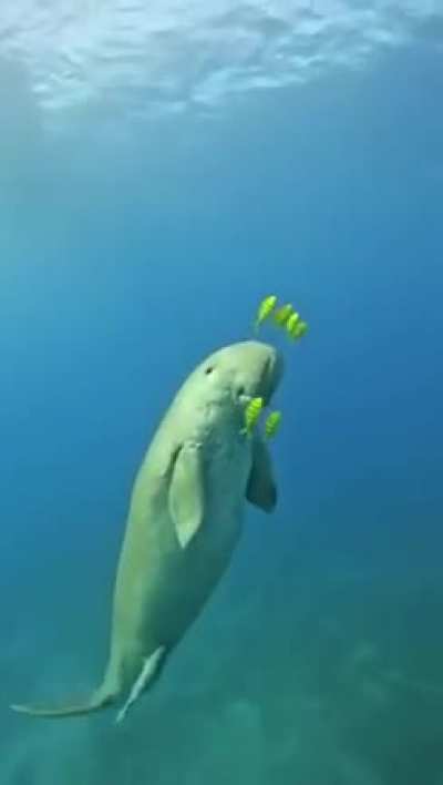 ?The Dugong with his little friends
