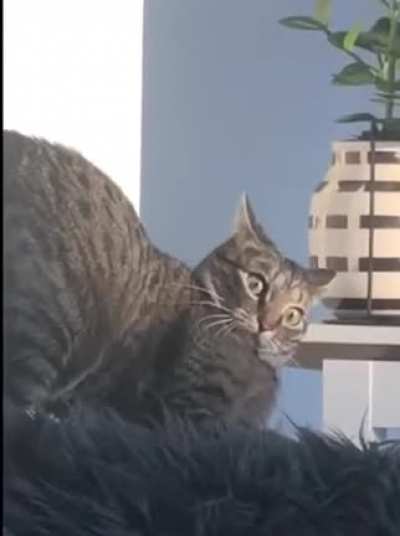 Cat is broken