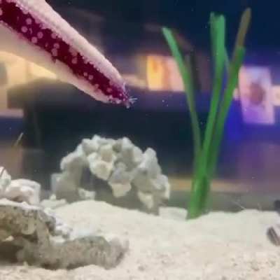 How a starfish walks