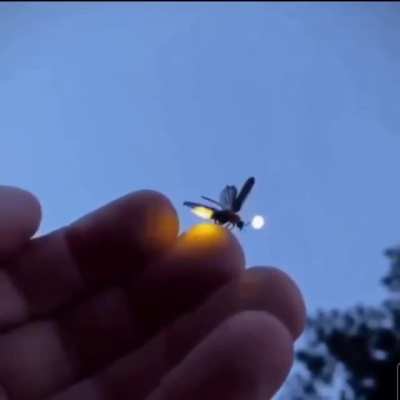 A firefly taking flight