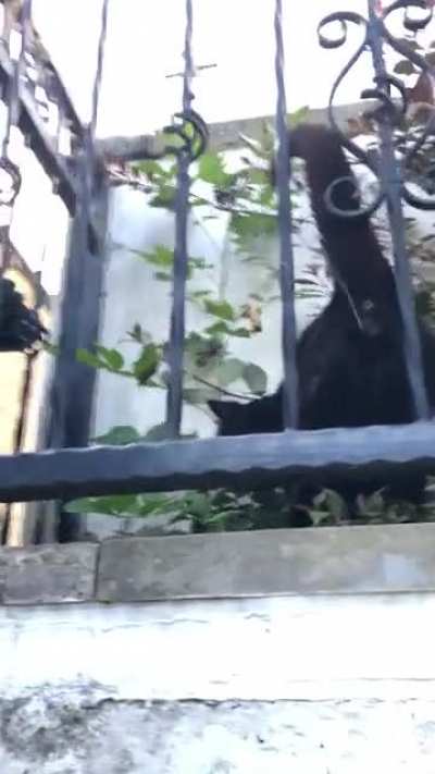Neighbourhood stray peed on me???