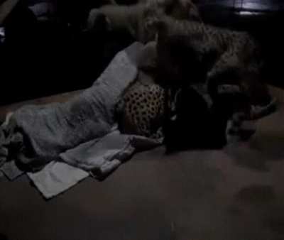 Sometimes even the wild ones need a hug