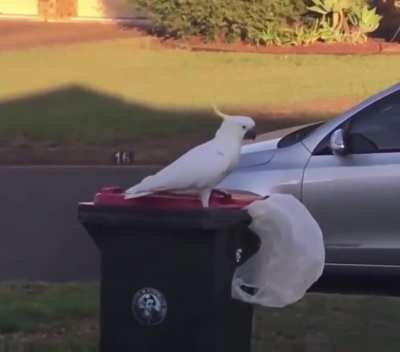 ? A wild Cockatoo being a mischievous little shit?