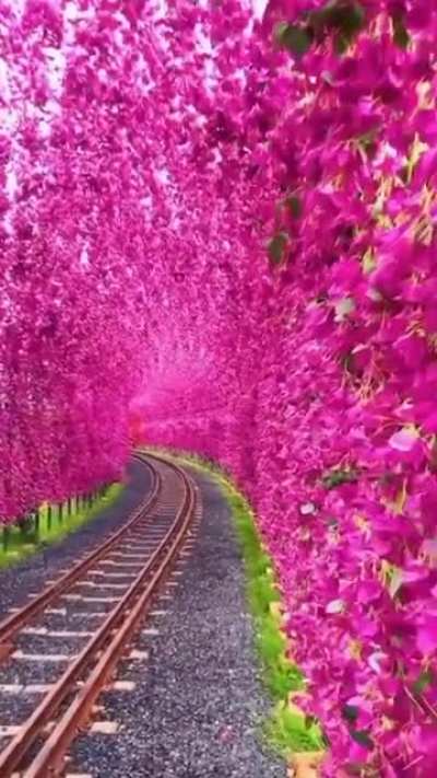 ? Magical tunnel of Bougainvillea blossoms ?