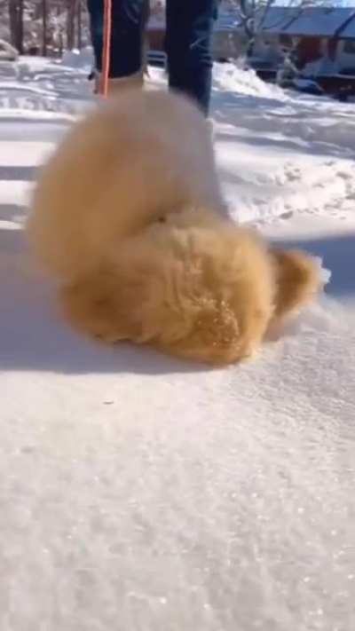 dogs + snow = ?