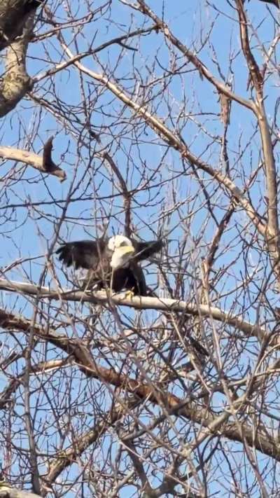 ?A pair of Bald Eagles mating on Valentines Day
