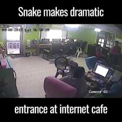Snake!