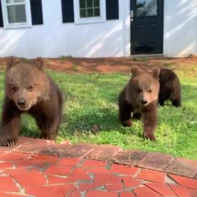 Slow motion Bear cubs ?