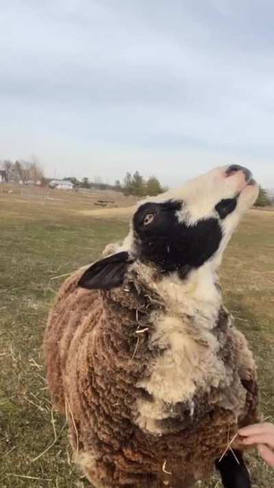 "Hello. Hi. Pet me please? Oh yeah, that is nice."