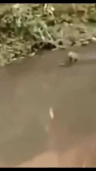 Capybara casually goes on crocodile ride