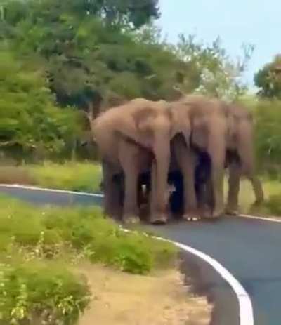 ? Security of the baby elephant