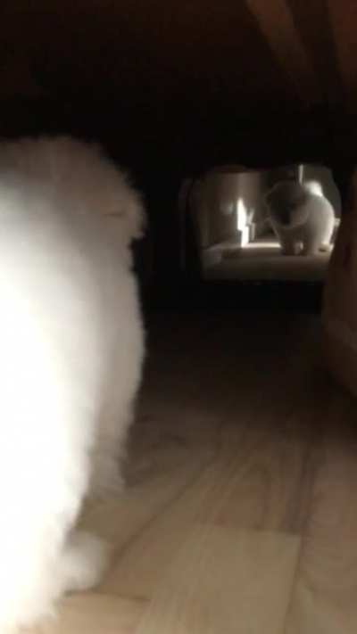 My friends pupper seeing a mirror for the first time ??
