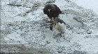 ? Steamer ducks save a penguin chick from a group of Striated caracaras ?