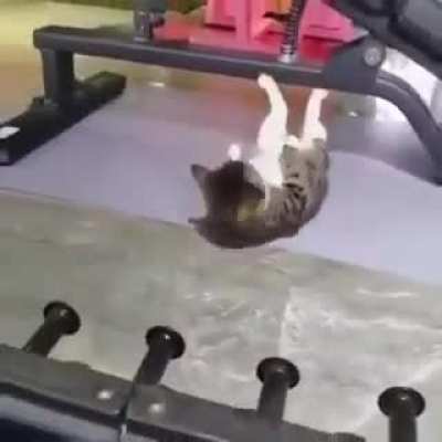 Cat got them gains…