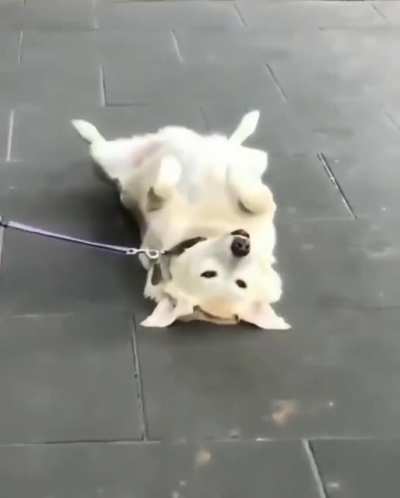 "Well... this belly is not gonna rub itself, hooman!"